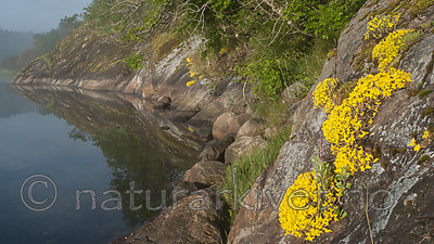 BB 09 0361 / Sedum acre / Bitterbergknapp